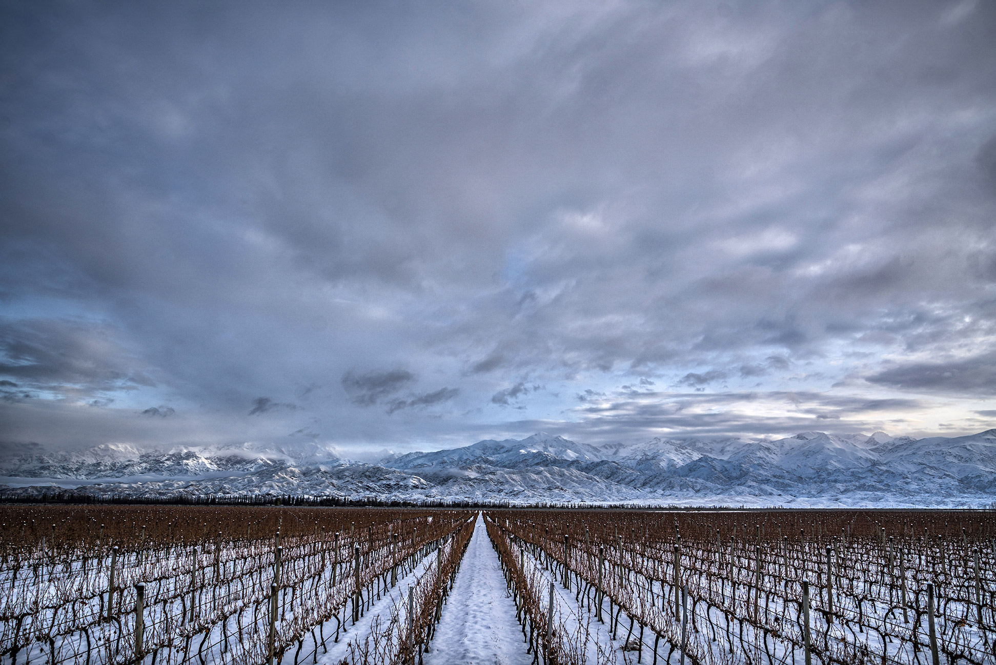 海拔1650米 © Chandon Argentina
