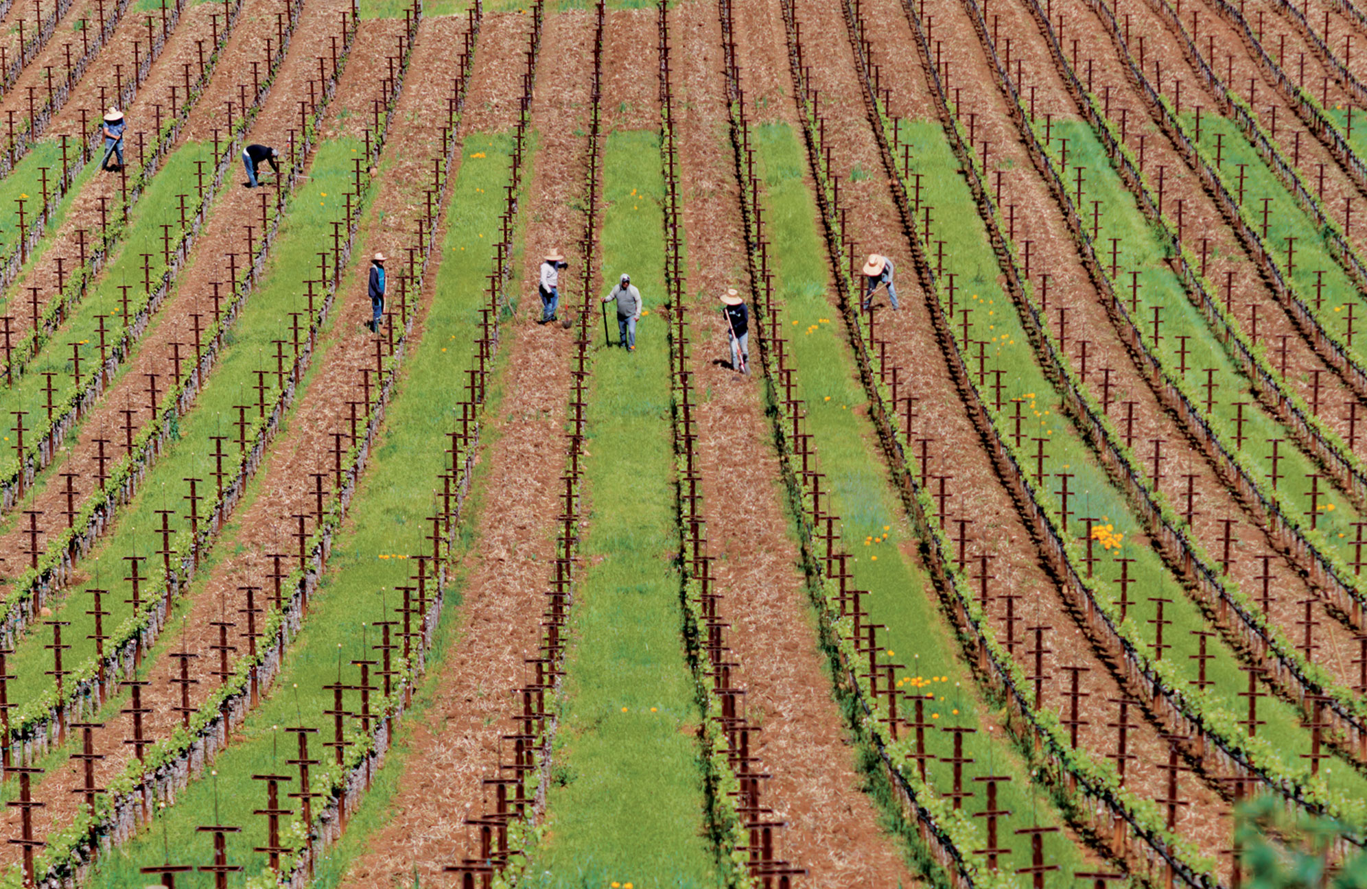 九号庄园的葡萄园工作 © Colgin Cellars