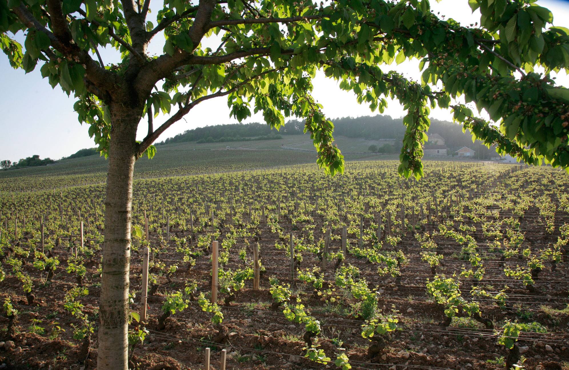 春天的葡萄树 © JL Bernuy