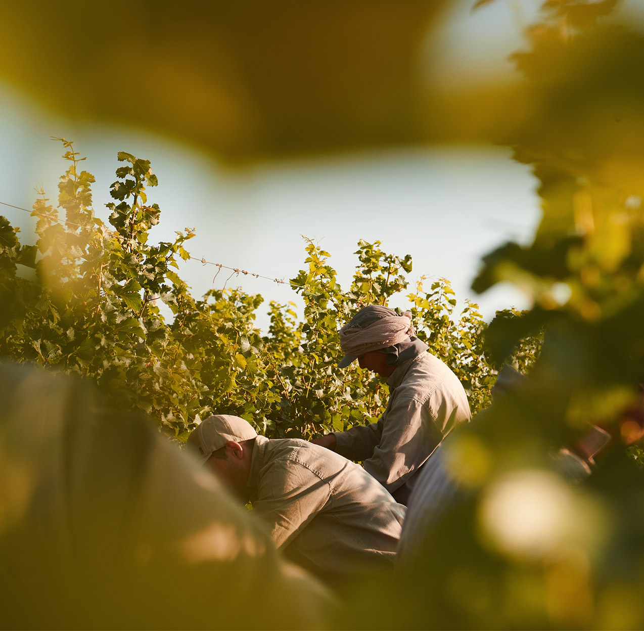 收获 © 夏桐中国