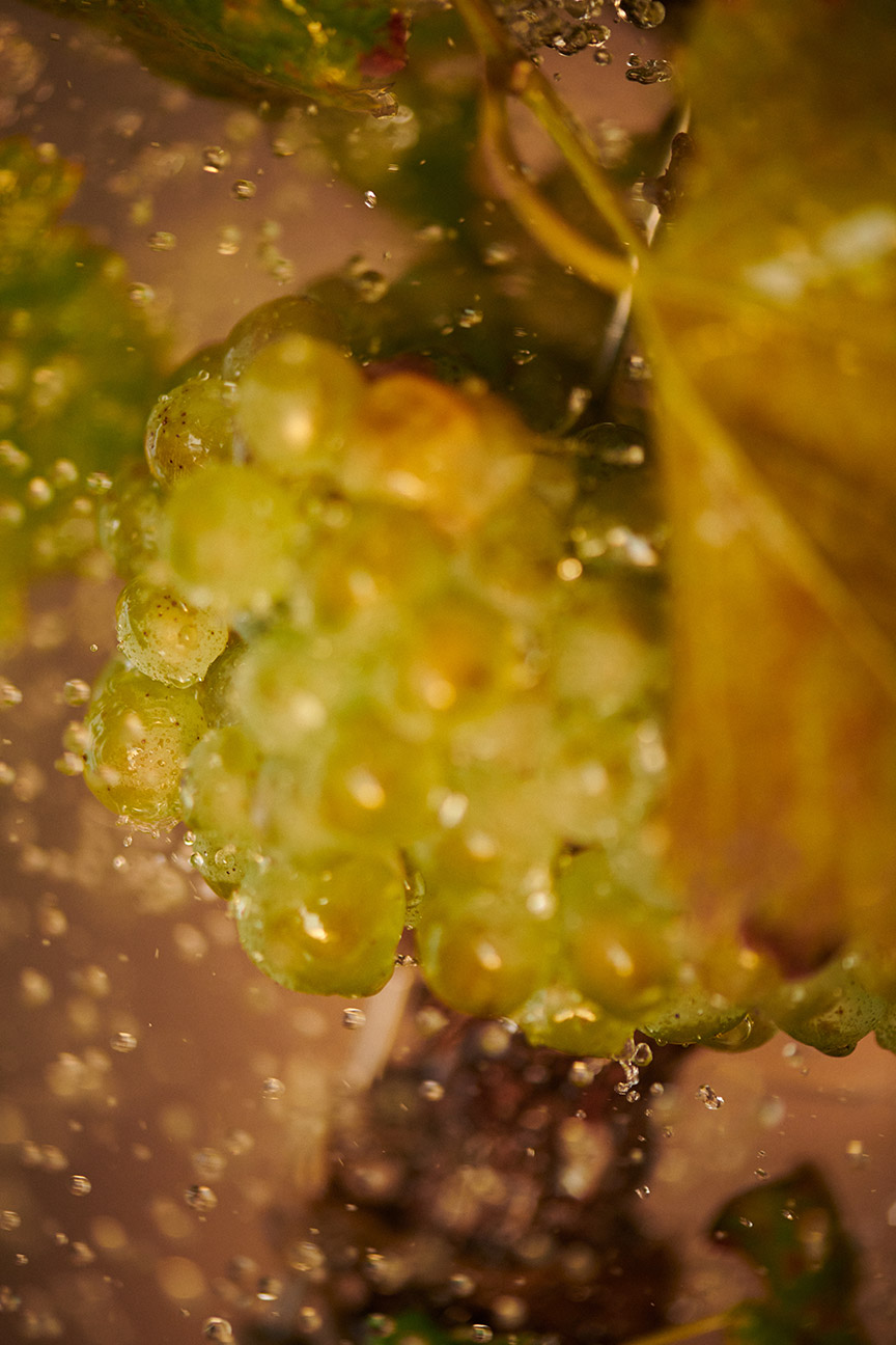 Chenin Blanc