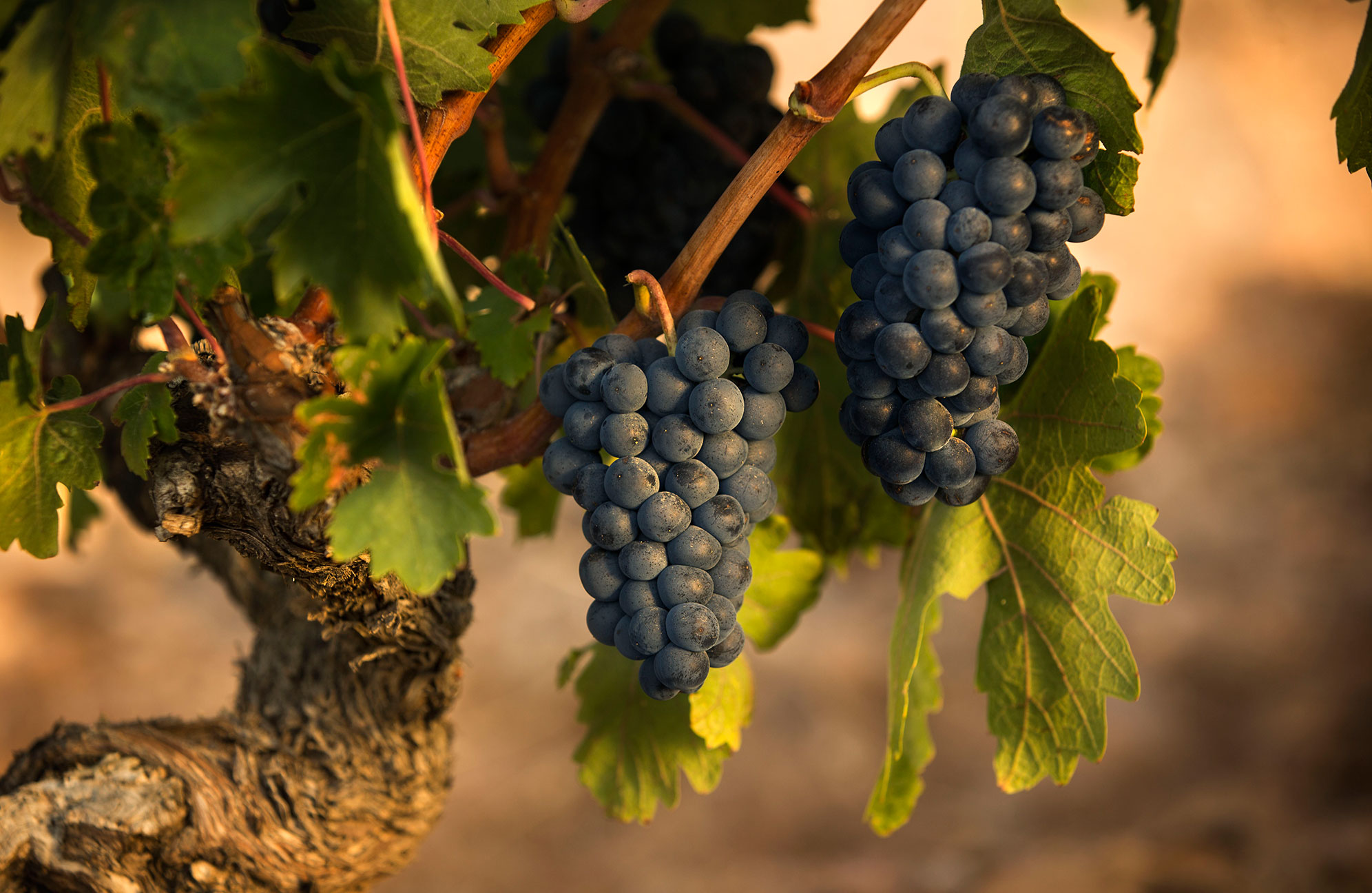 弩曼希亚酒庄内的葡萄串。