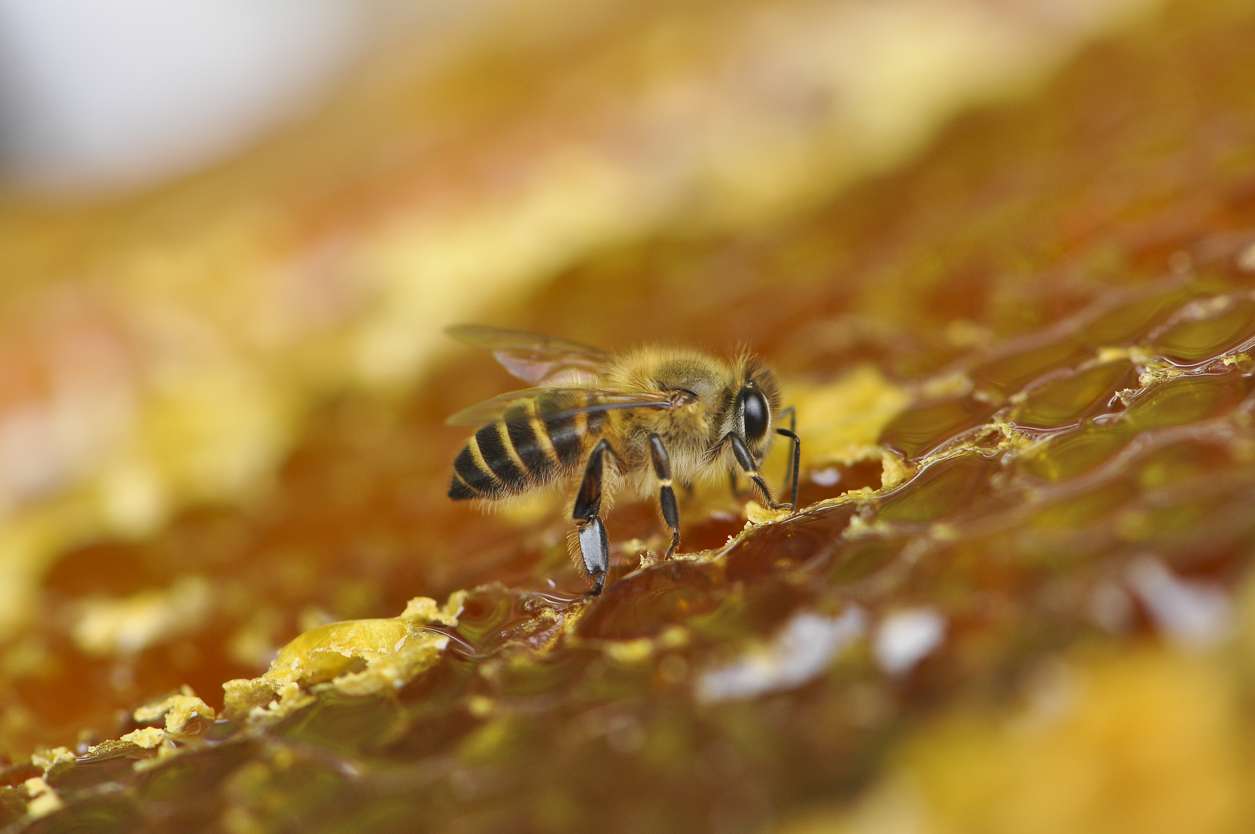 蜜蜂,Guerlain的灵感和承诺之源© Guo Siyu