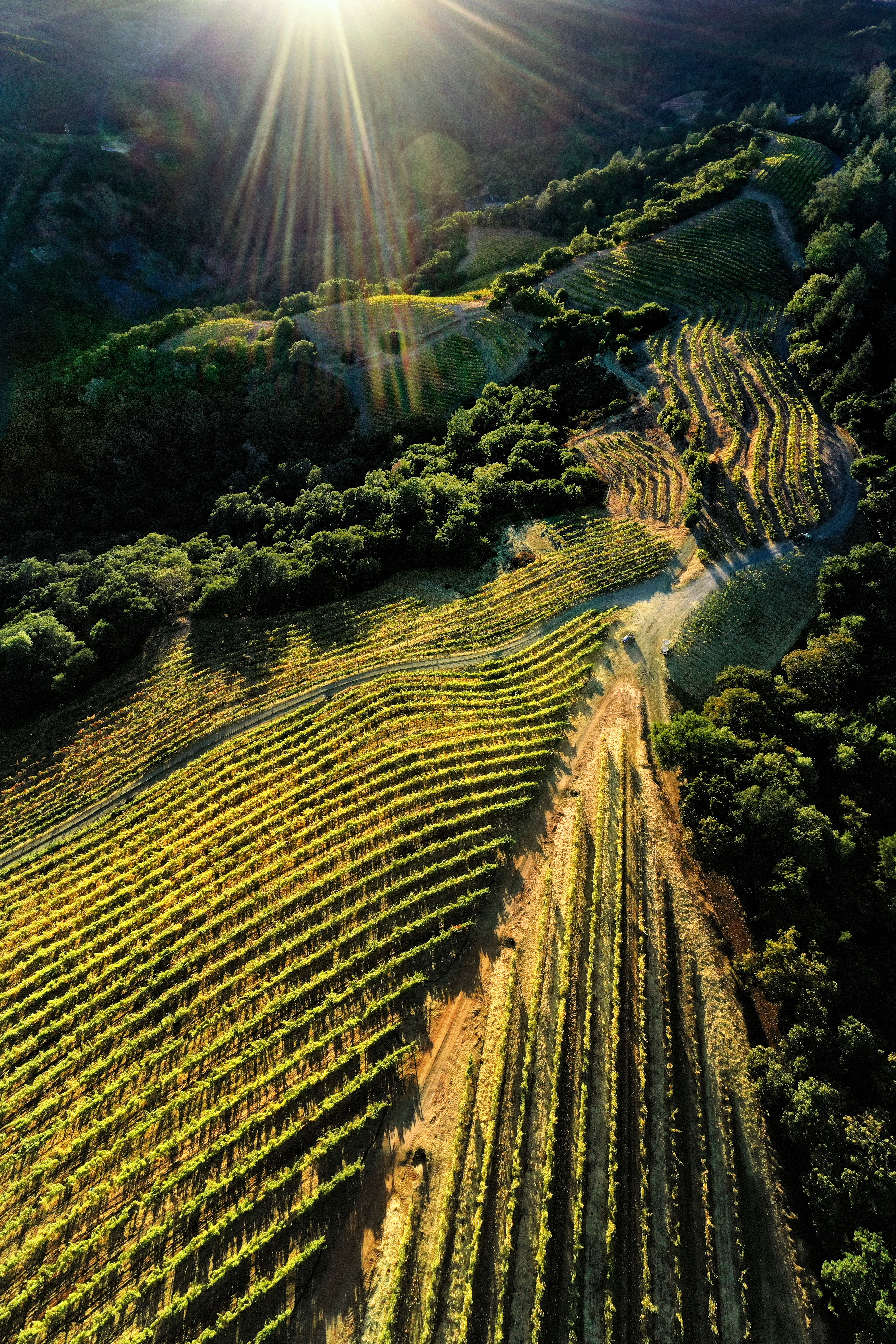 Newton Vineyard酒庄的葡萄园© Newton Vineyard