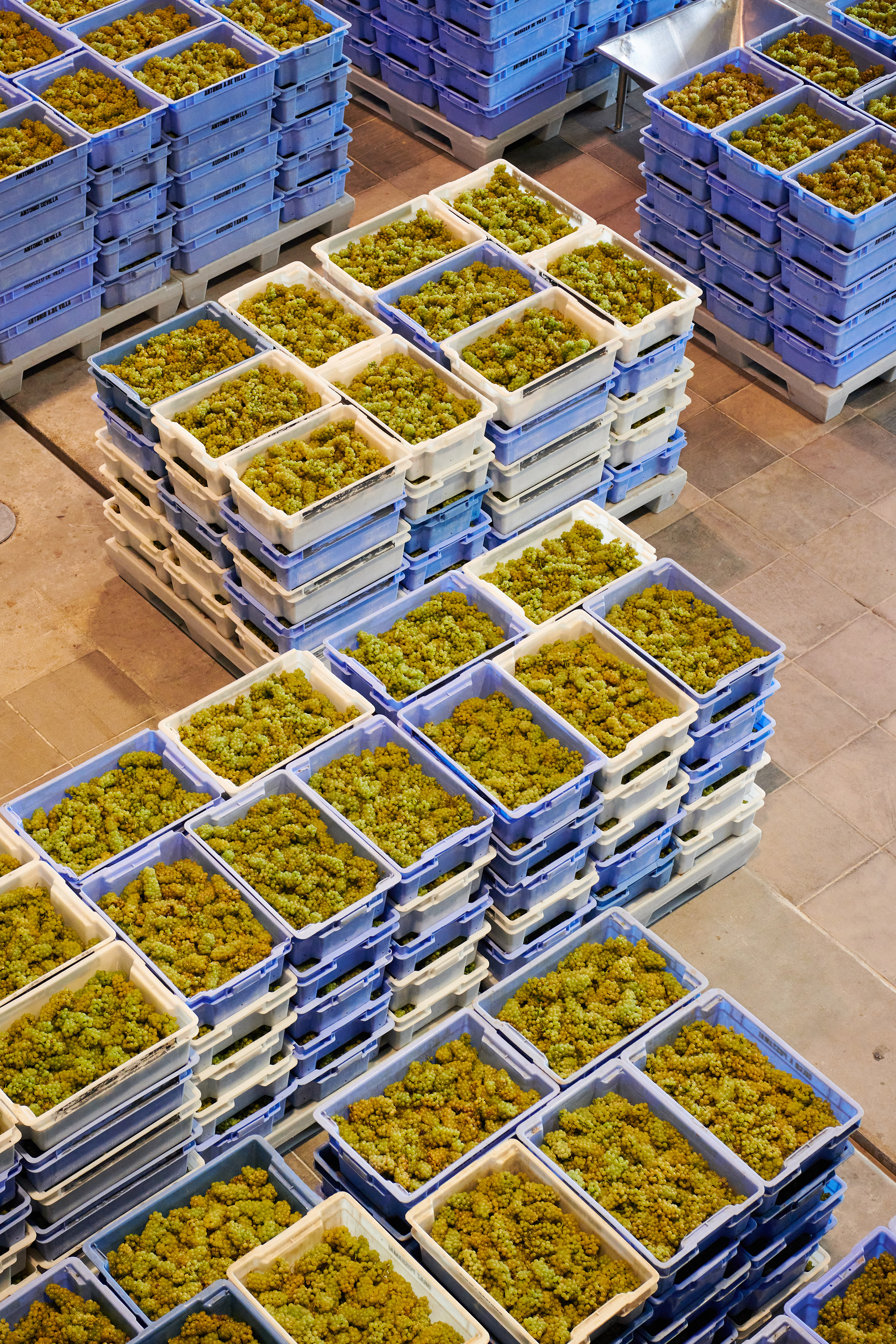 Les Vendanges © Chandon Brazil