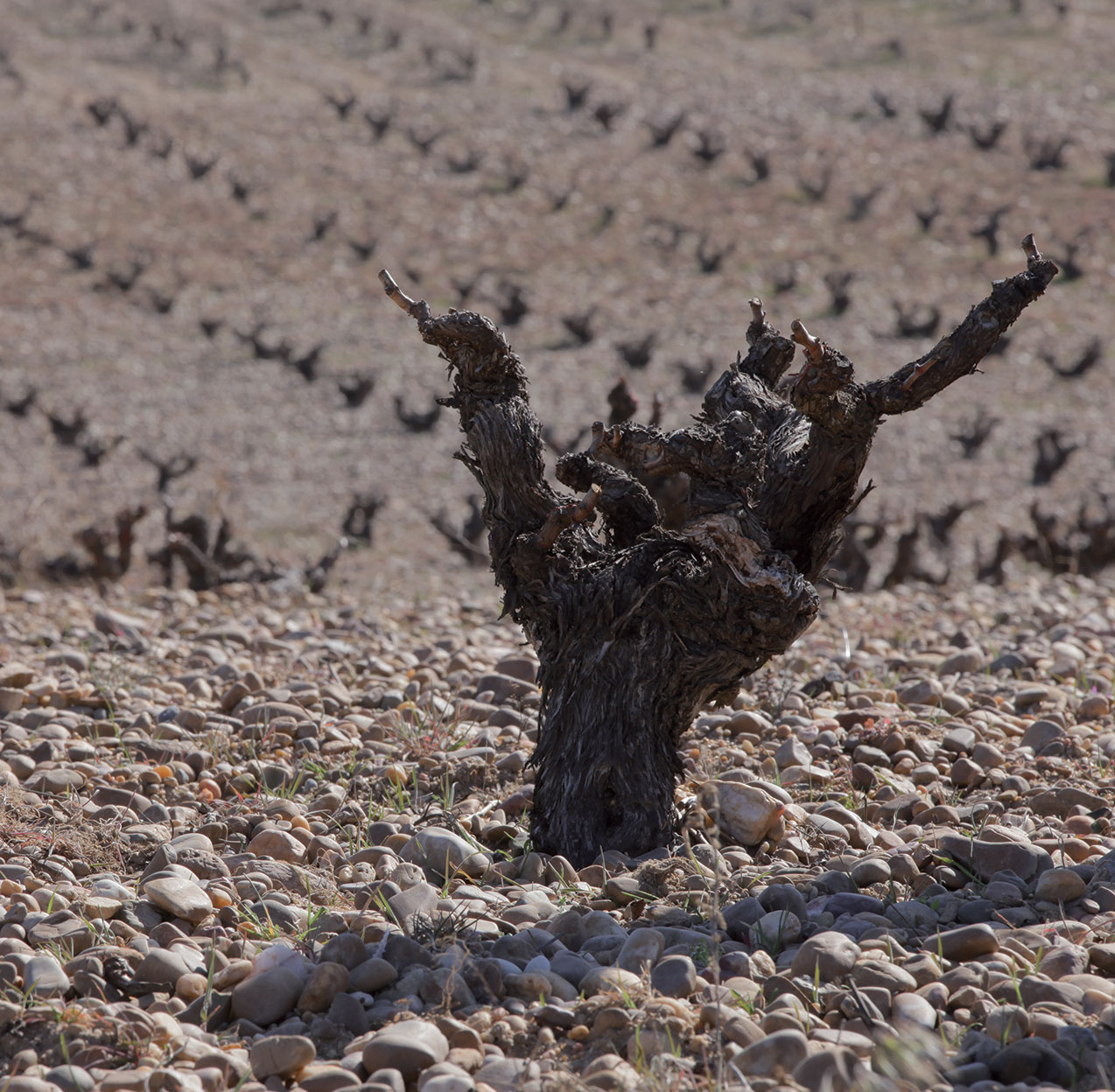 弩曼希亚酒庄内的葡萄树© Bodega Numanthia