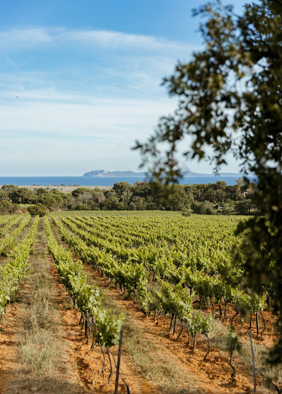 Château Galoupet酒庄 – 69公顷葡萄园，77公顷保护林地 © Margot Mchn