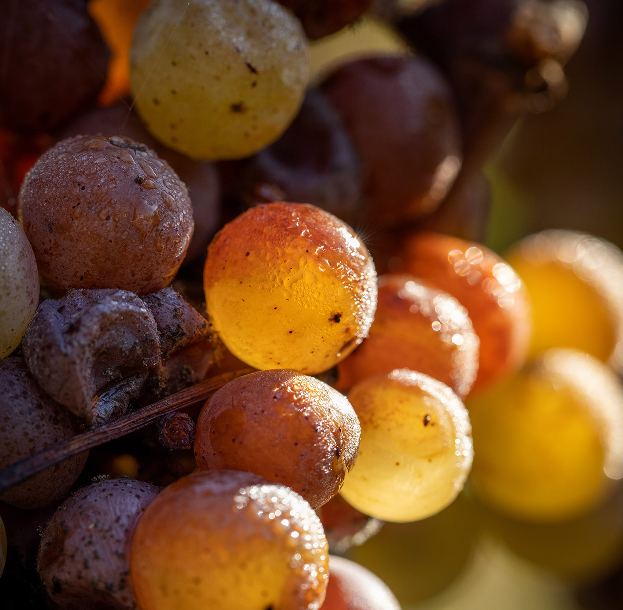 Yquem酒庄葡萄采摘季© Deepix