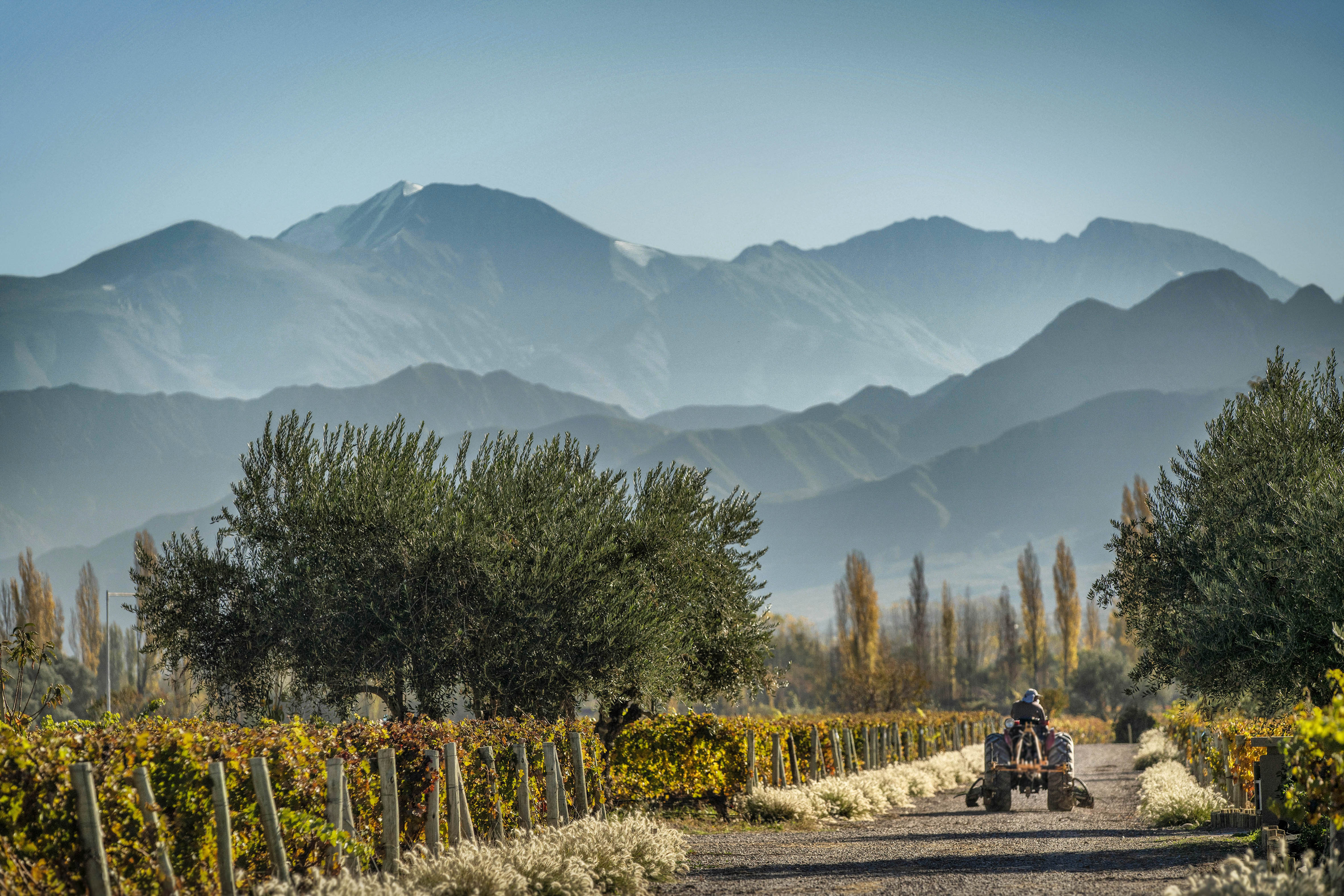 Las Compuertas葡萄园