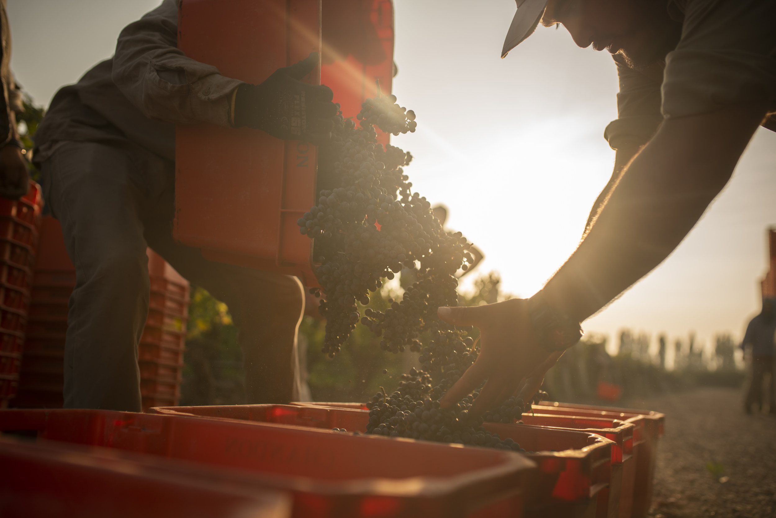 2020年赤霞珠（Cabernet Sauvignon）采收包裹