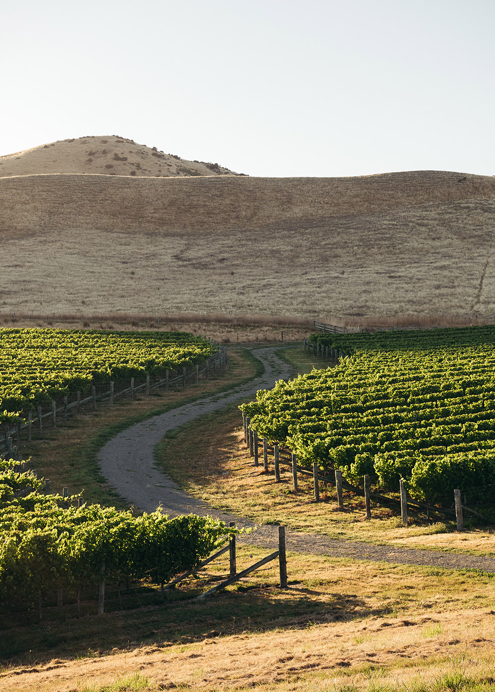 Marlborough Vineyards © Josh Griggs