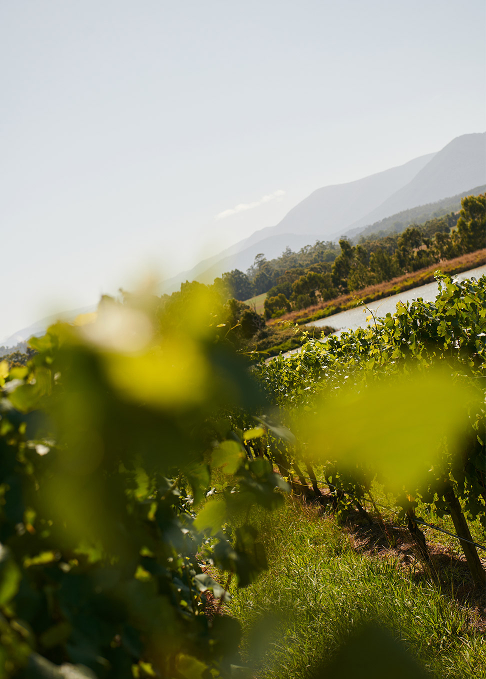 Green Point葡萄园 © Chandon Australia