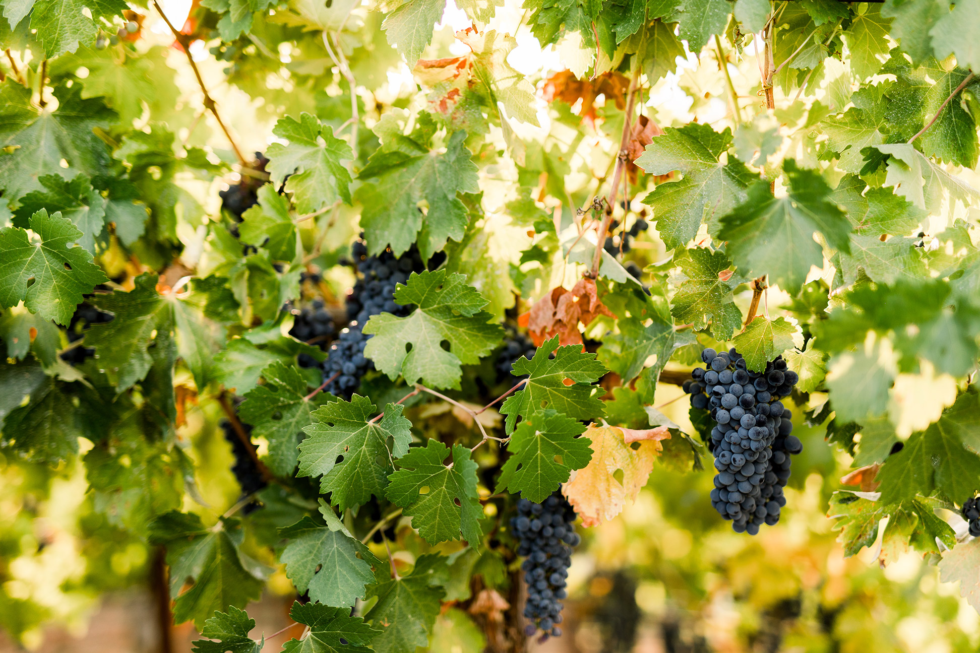© Chandon California