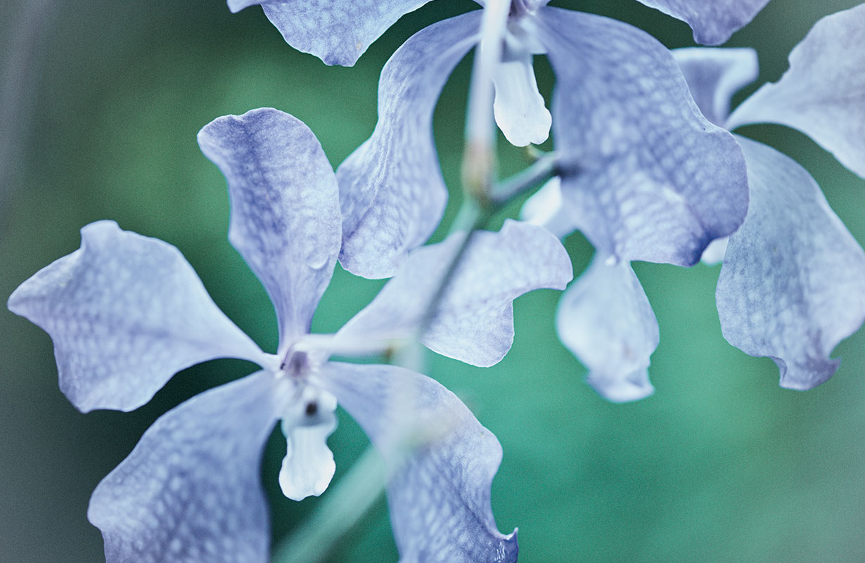 Guerlain,中国天子山自然保护区赞助商。© Alistair Taylor-Young