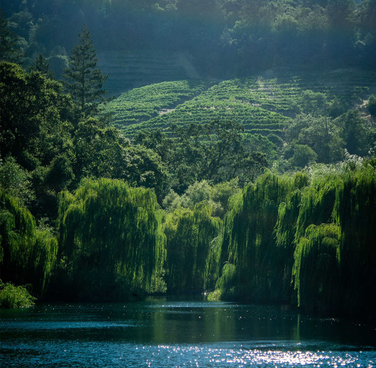 © Newton Vineyard