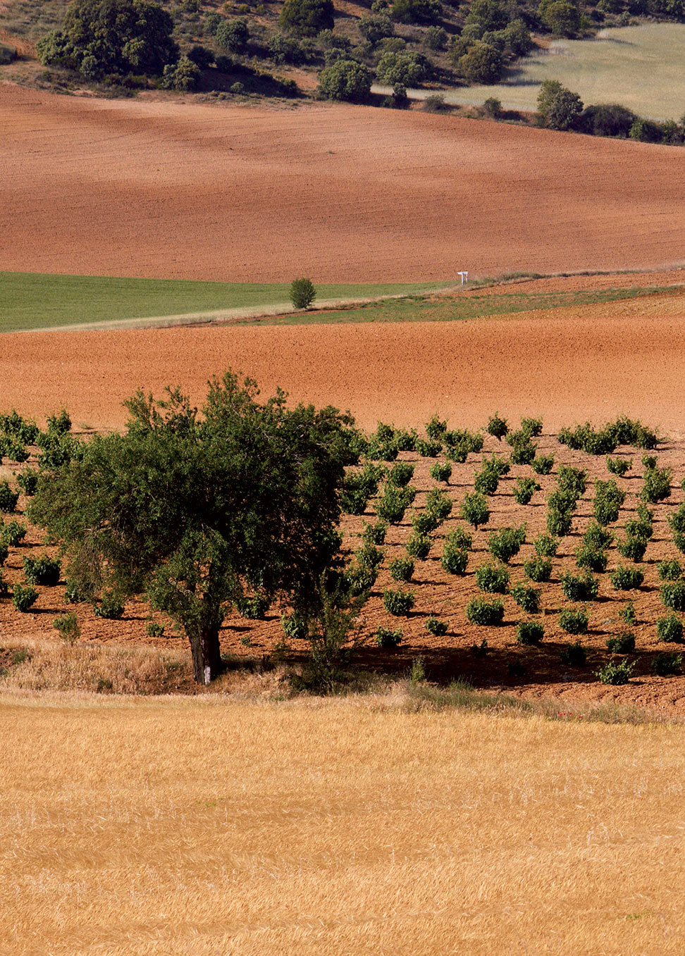 Numanthia葡萄园© Gilles de Beauchêne