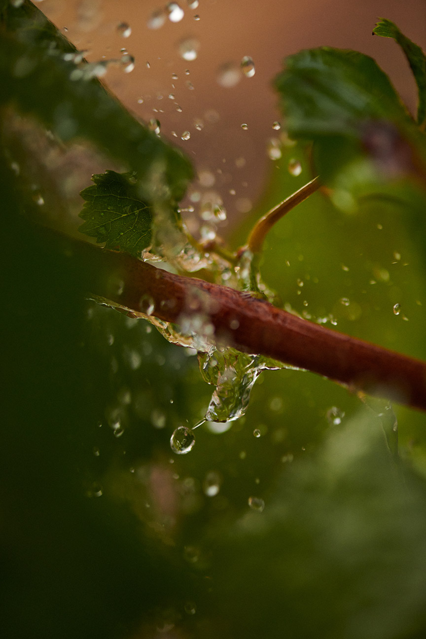 雨季