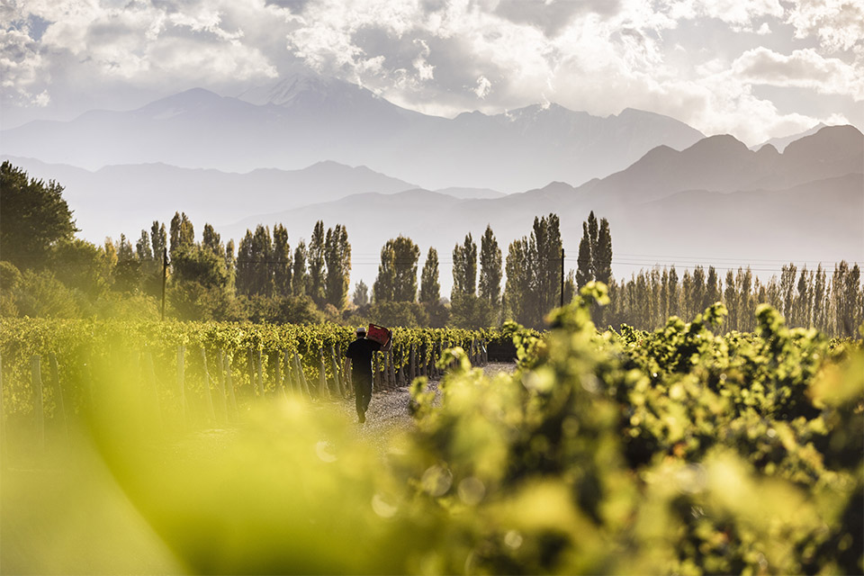Las Compuertas葡萄园的丰收季节 © Terrazas de los Andes