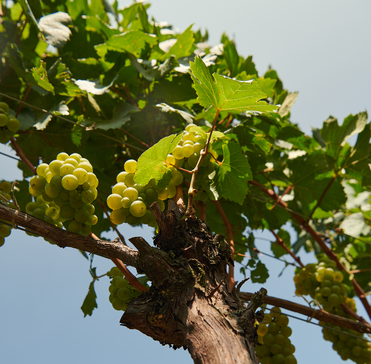 Riesling Italico © Chandon Brazil