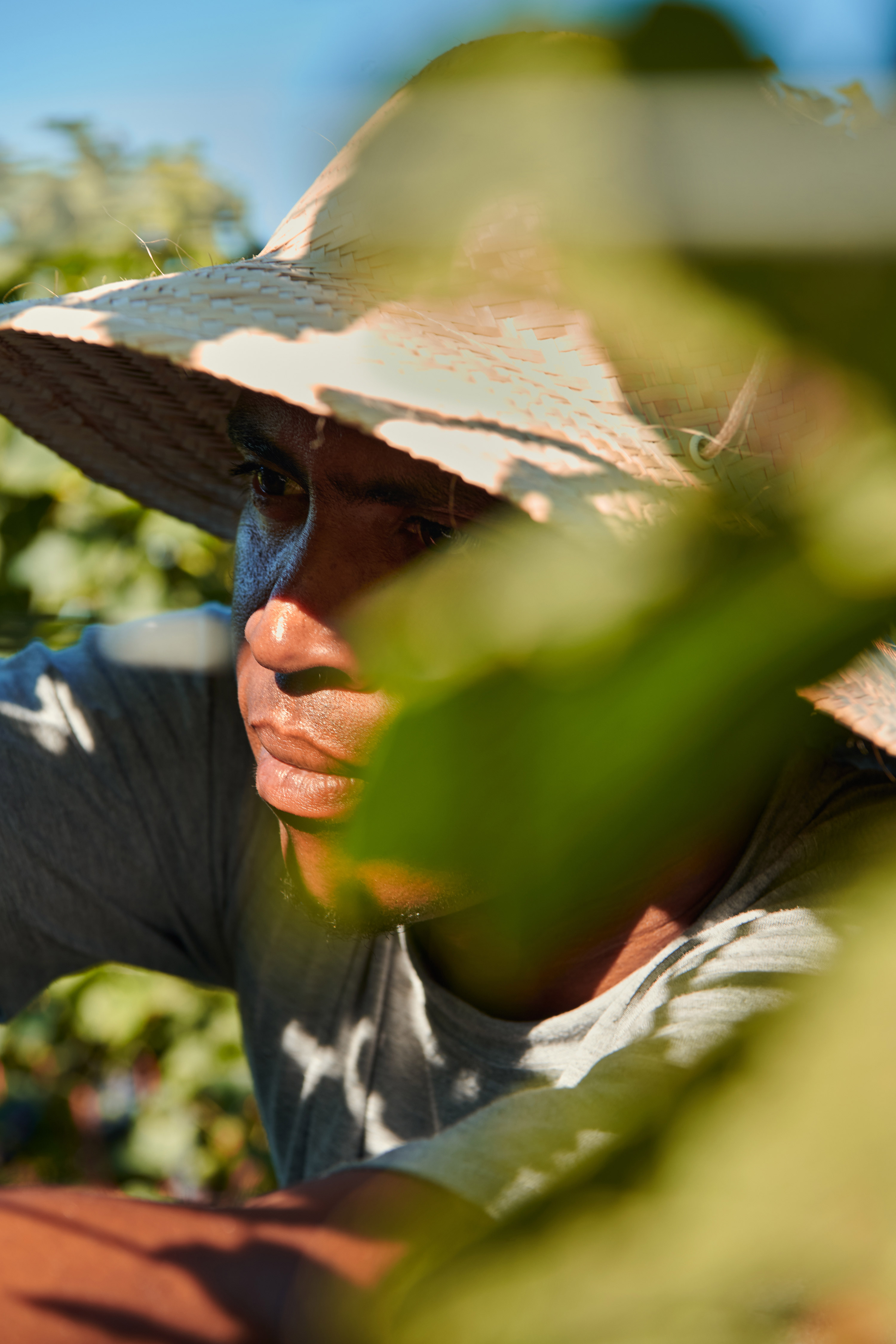 采收 © Chandon Brazil