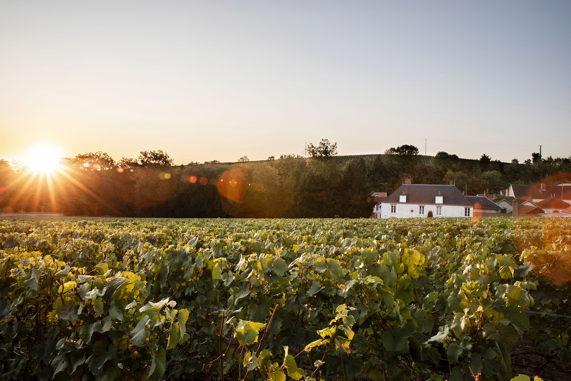 库克香槟美尼尔葡萄园(Clos du Mesnil)坐落在奥格河畔美尼尔小镇的中心。
