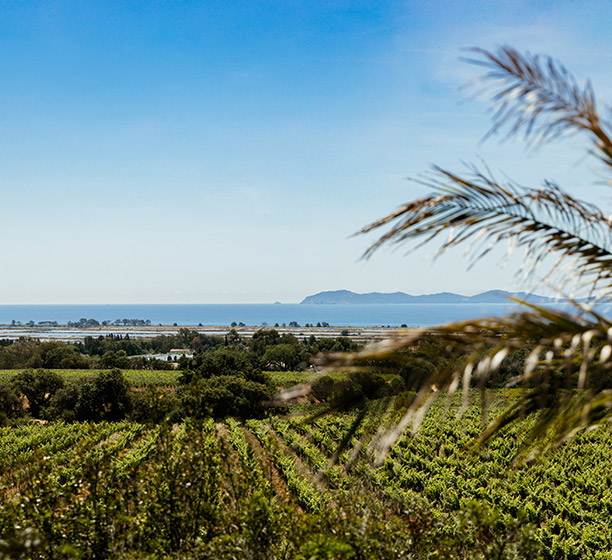Château Galoupet酒庄葡萄园和黄金群岛（Golden Isles）