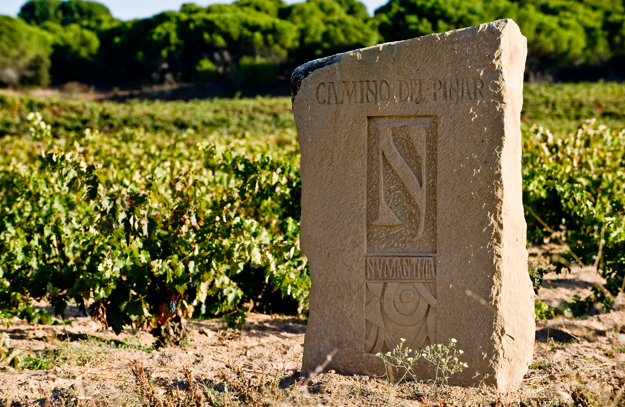 Camino del Pinar