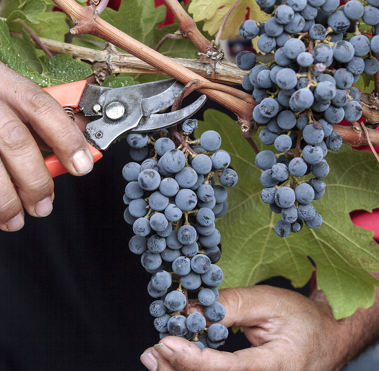 手工采摘葡萄© Cheval des Andes