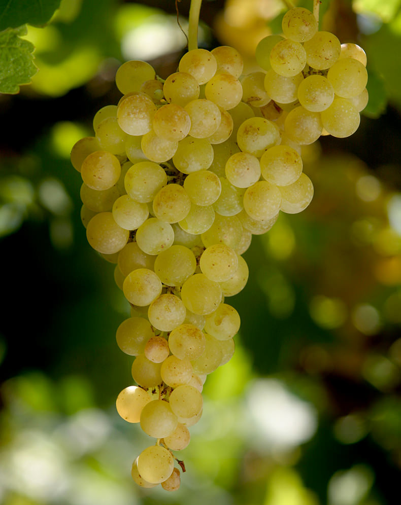 托龙特葡萄串 © Terrazas de los Andes