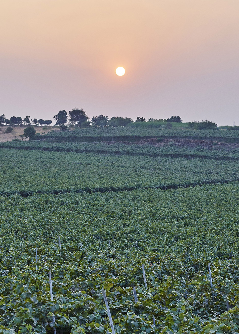 纳西克葡萄园 © CHANDON India