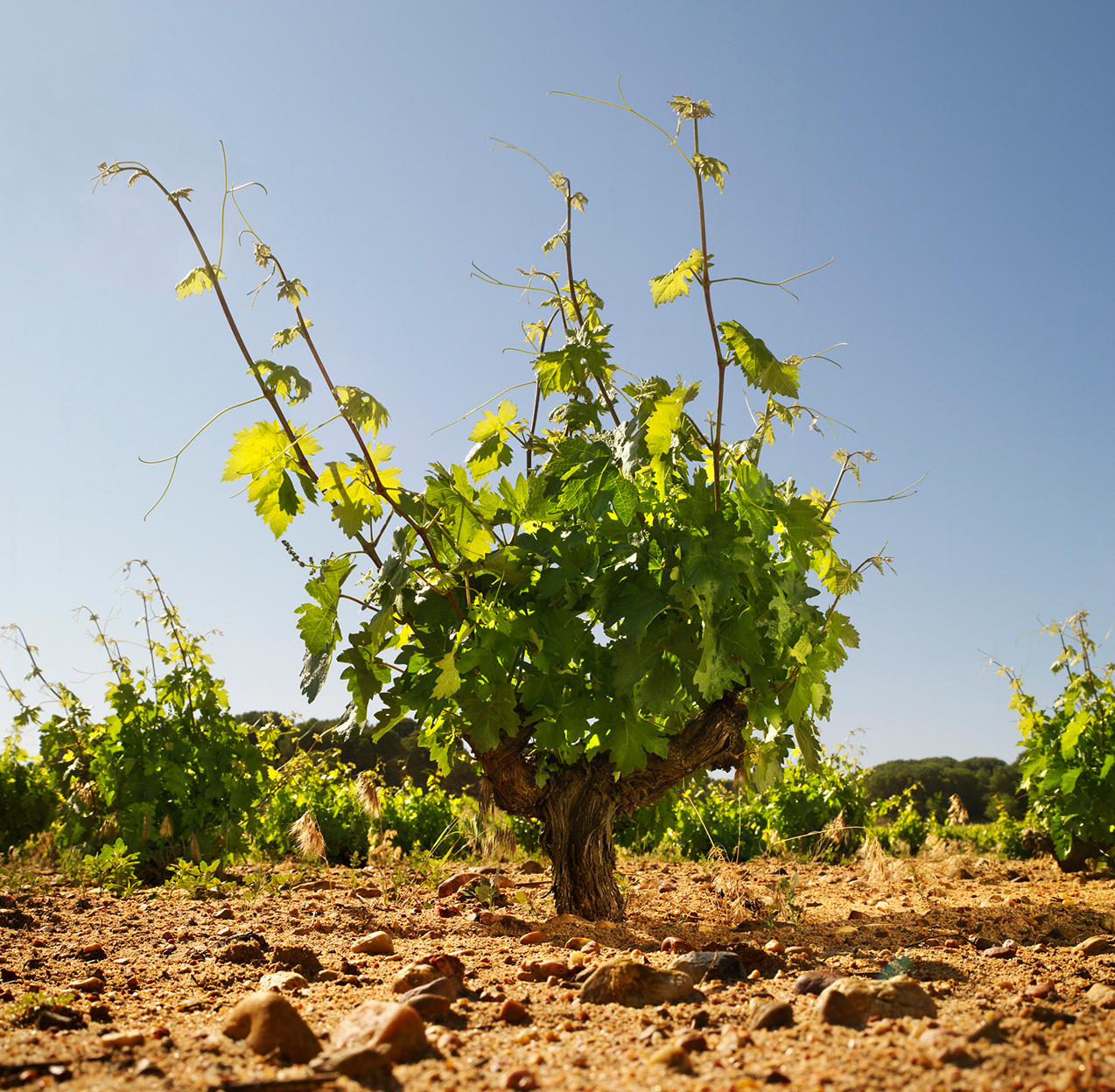 弩曼希亚酒庄内的葡萄树© Bodega Numanthia