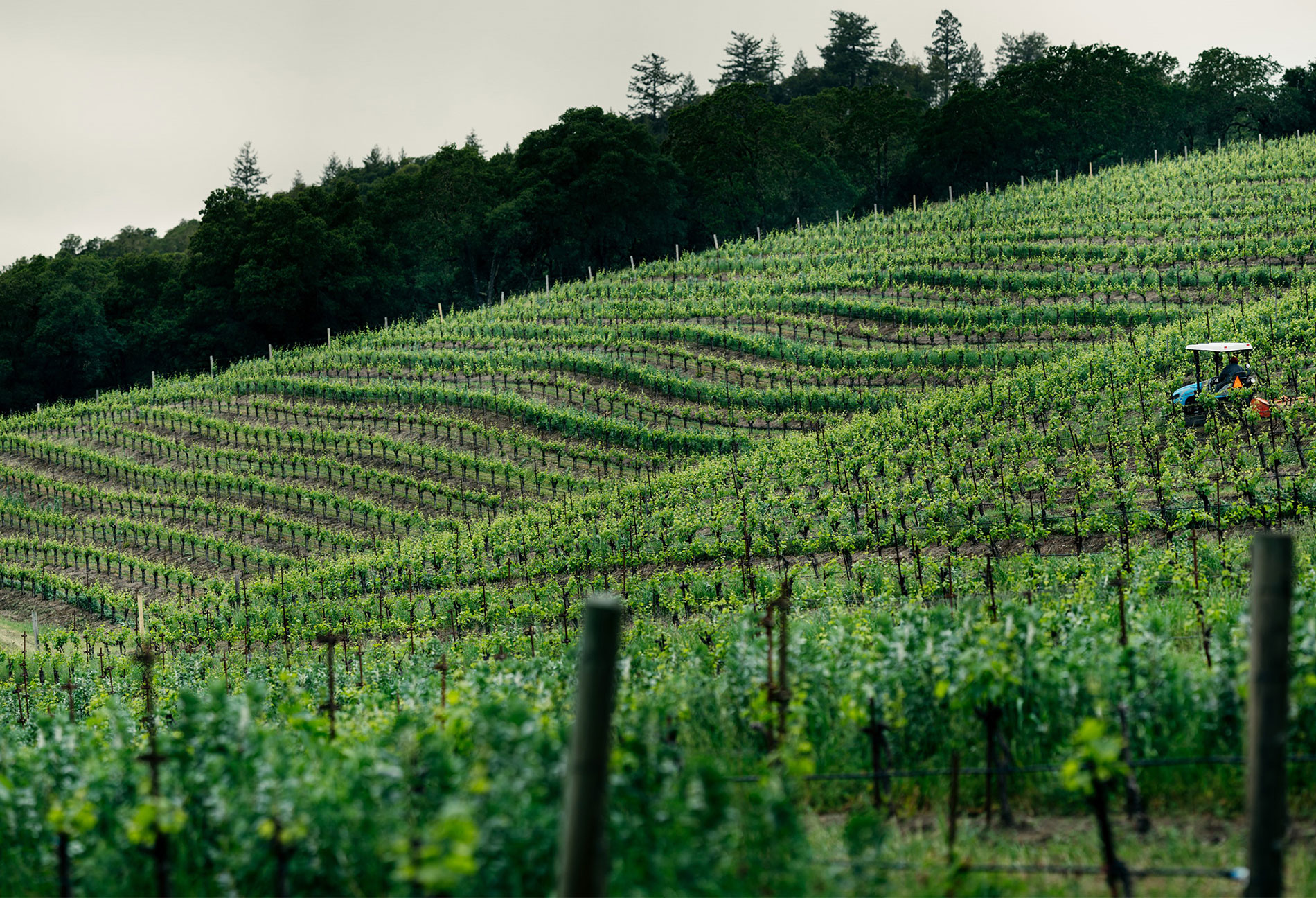 家庭农场葡萄园 © Matt Morris